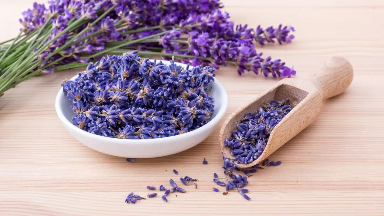 Come annaffiare la lavanda in estate senza rovinarla