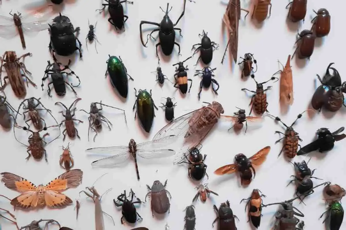 Odori naturali per proteggere la casa dagli insetti: cosa funziona davvero secondo la scienza