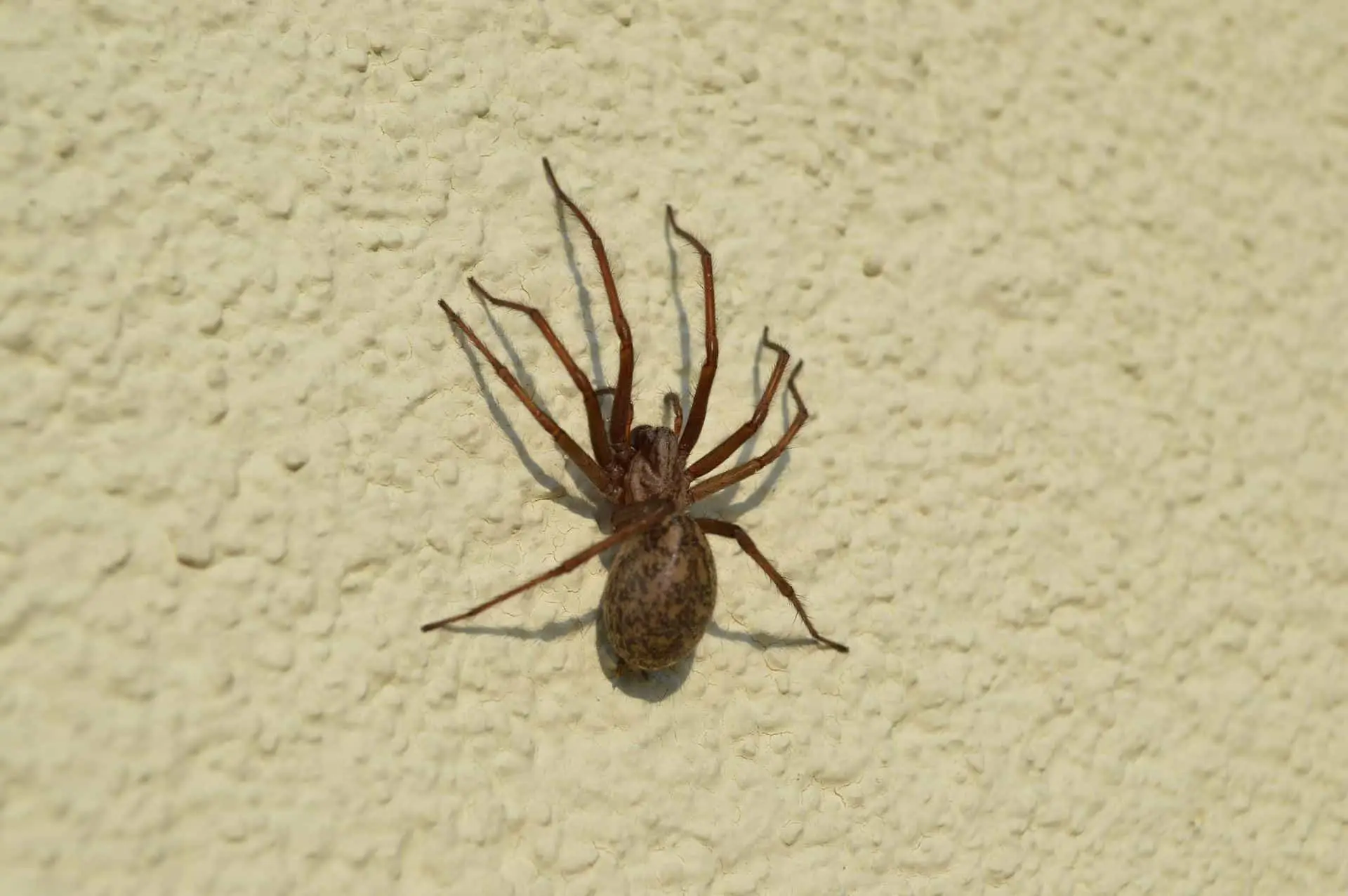 Ragni parassiti in giardino: ecco quali specie fanno male a orti e balconi