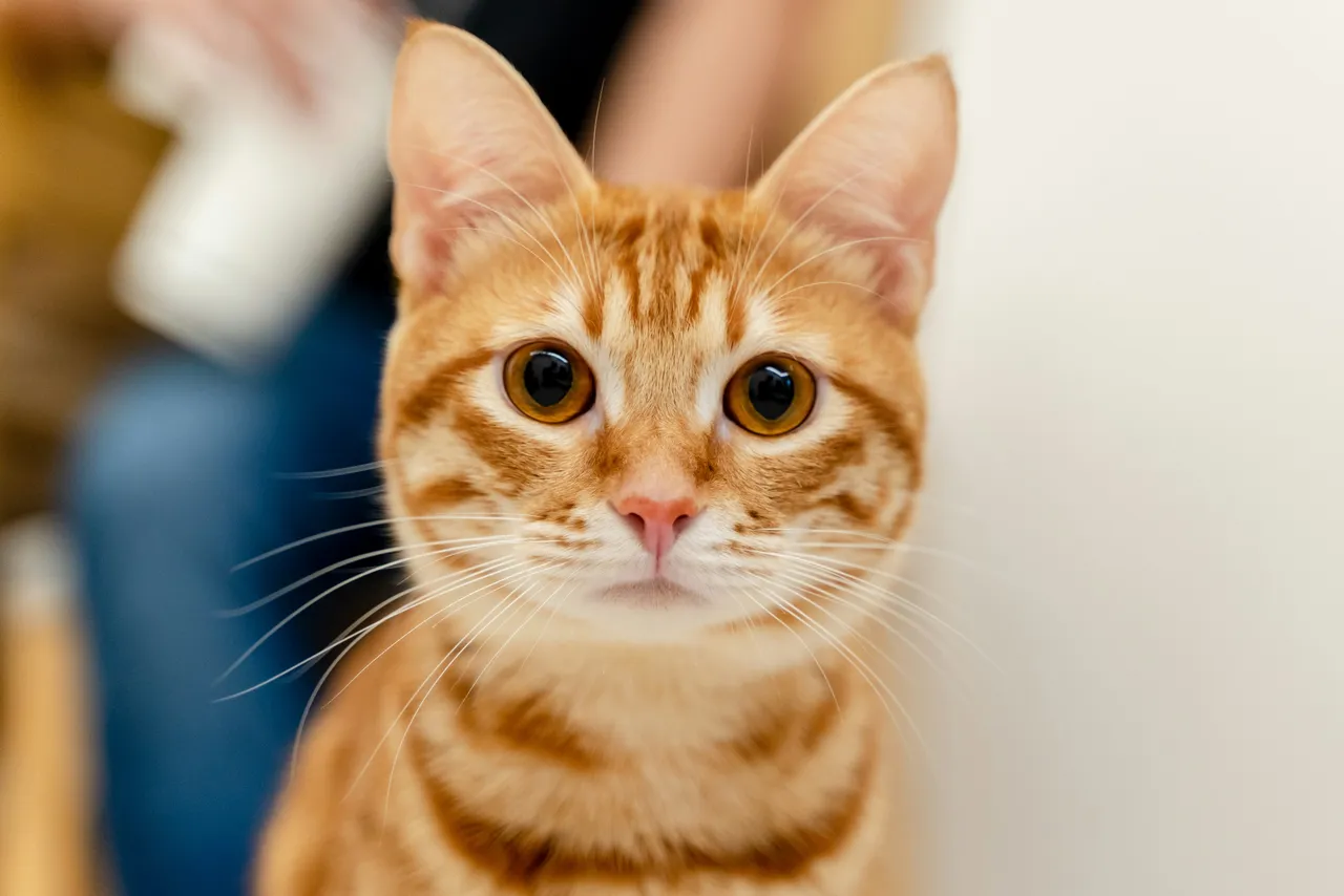 Ecco il trucco per non far uscire il tuo gatto di casa: la tecnica che funziona sempre