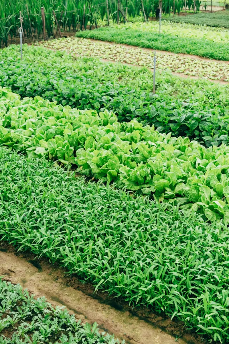 Caldo torrido nell’orto? Ecco le verdure che resistono anche a 40 gradi e producono tantissimo