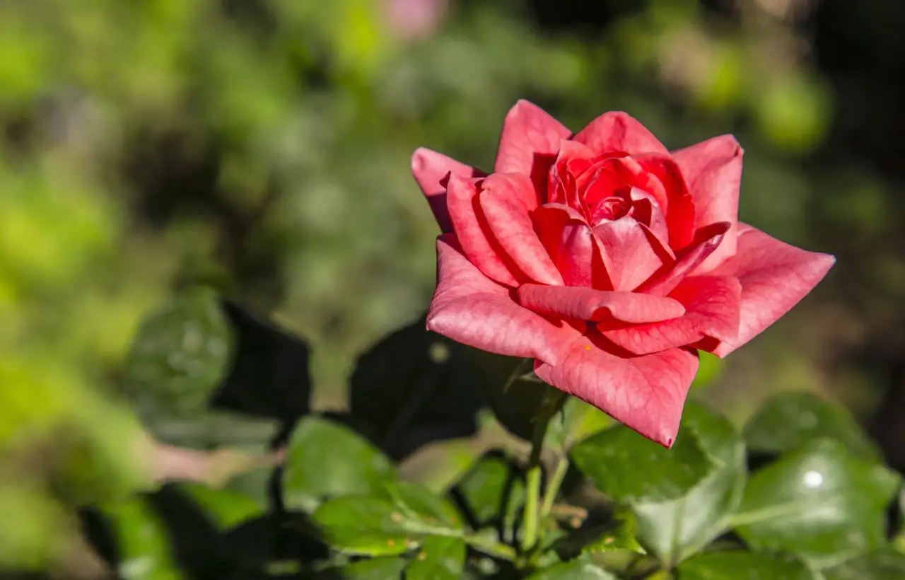 Allarme piante: se le foglie delle tue rose sono tutte mangiate ecco chi è il colpevole