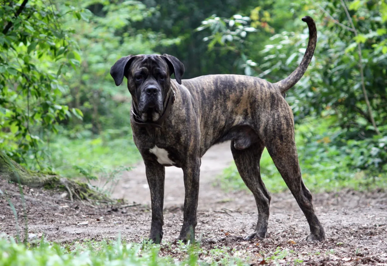 Pensi che il naso del tuo cane sia potente? Ecco la cifra incredibile di odori che riconosce