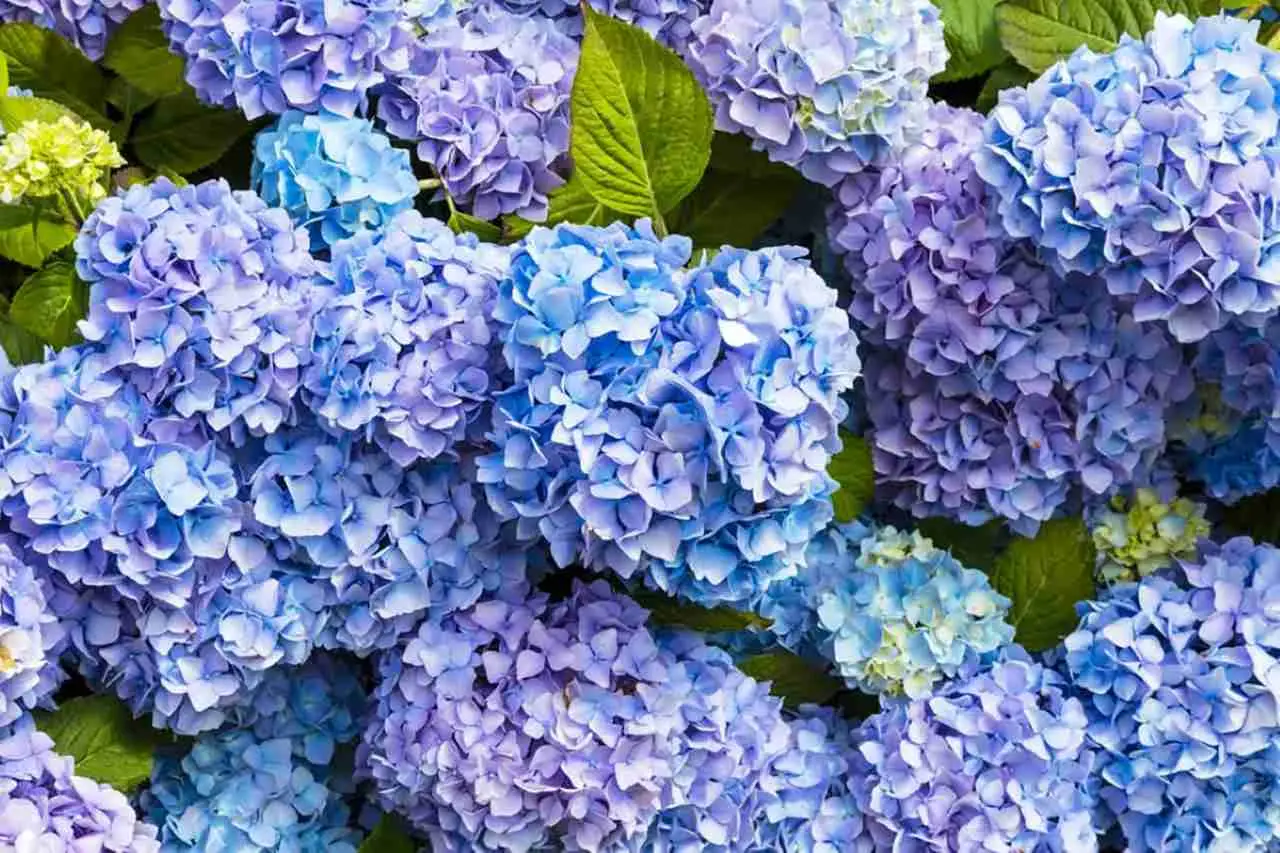 Il segreto per ortensie blu spettacolari: ecco cosa aggiungere subito al terreno