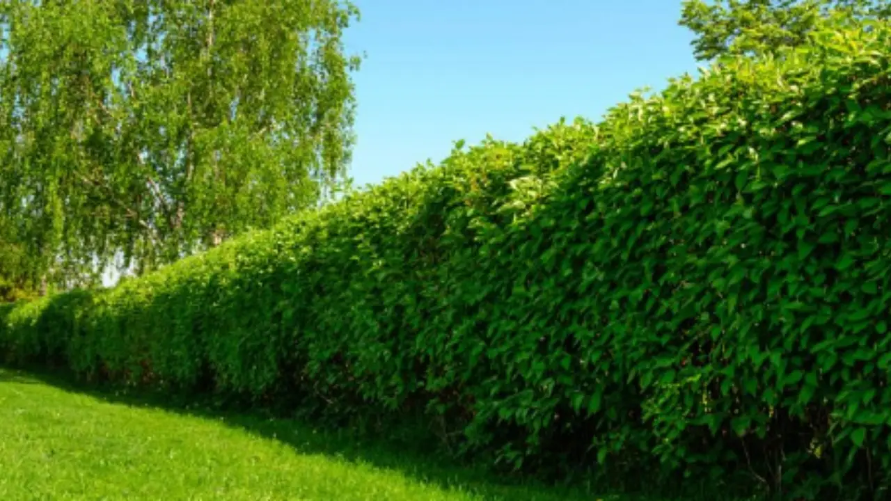 Non scegliere questa pianta per la tua siepe: ecco quale usare per avere privacy immediata