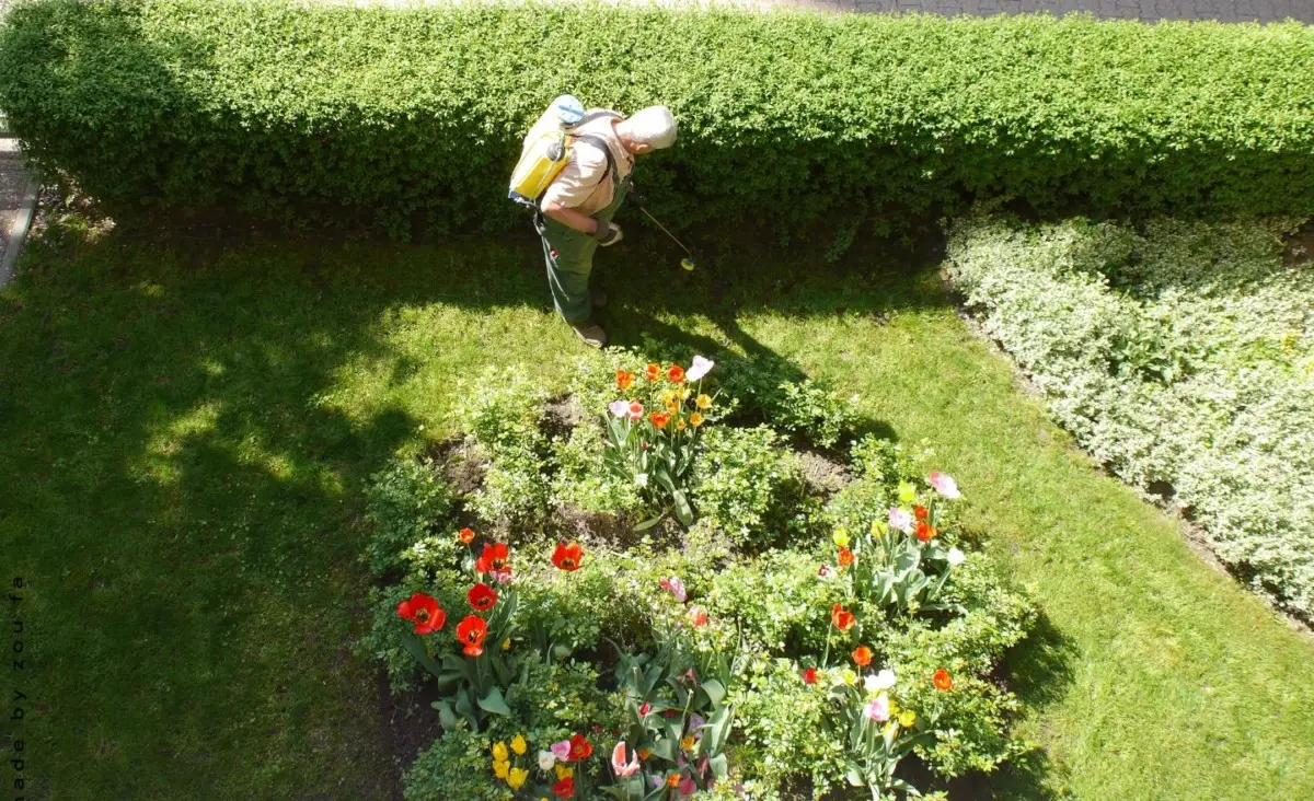 Il lavoro segreto che fa il tuo giardiniere in estate per avere piante perfette